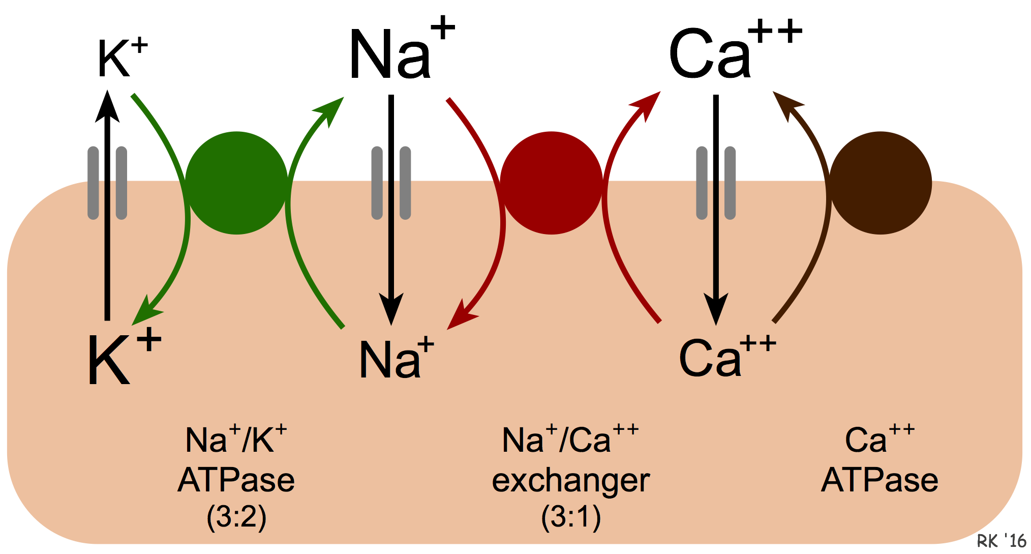 cardiac sodium-calcium exchange